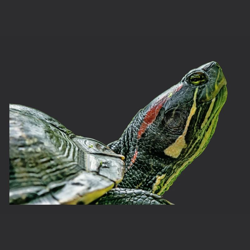 turtle schildkroete