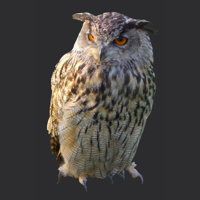 Eule