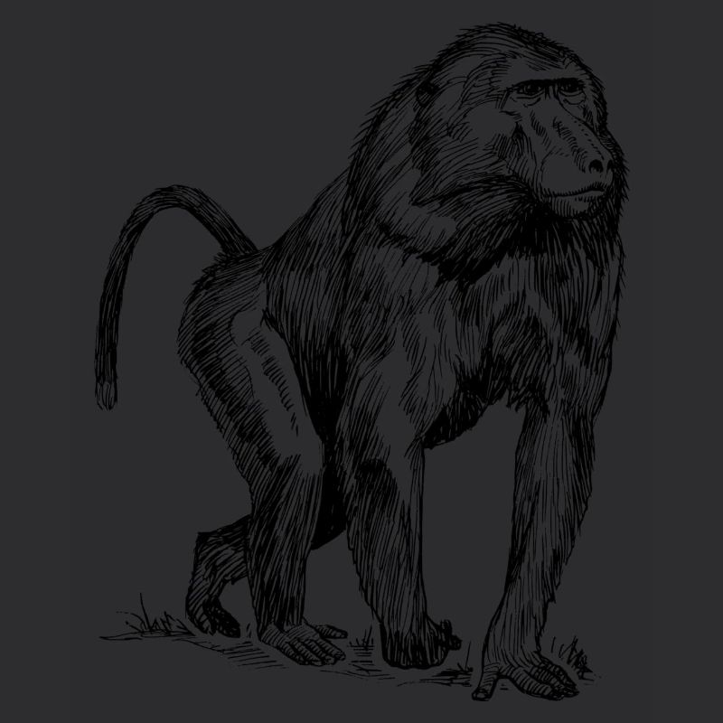 babouin Monkey