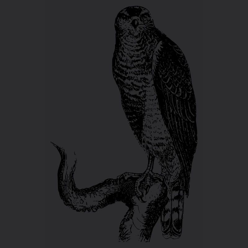 hawk