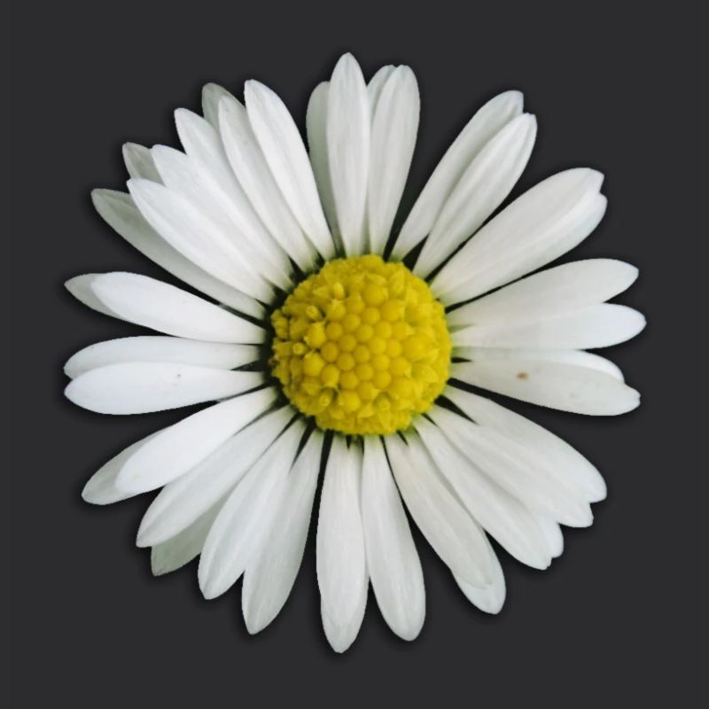 Gänseblümchen - Blume