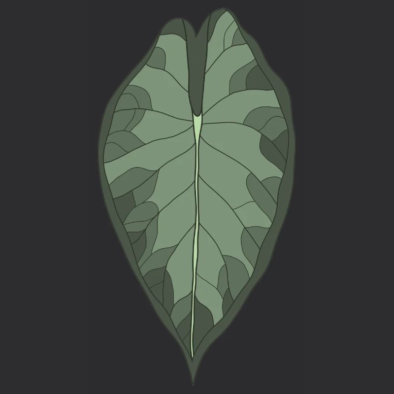 Blatt einer Alocasia