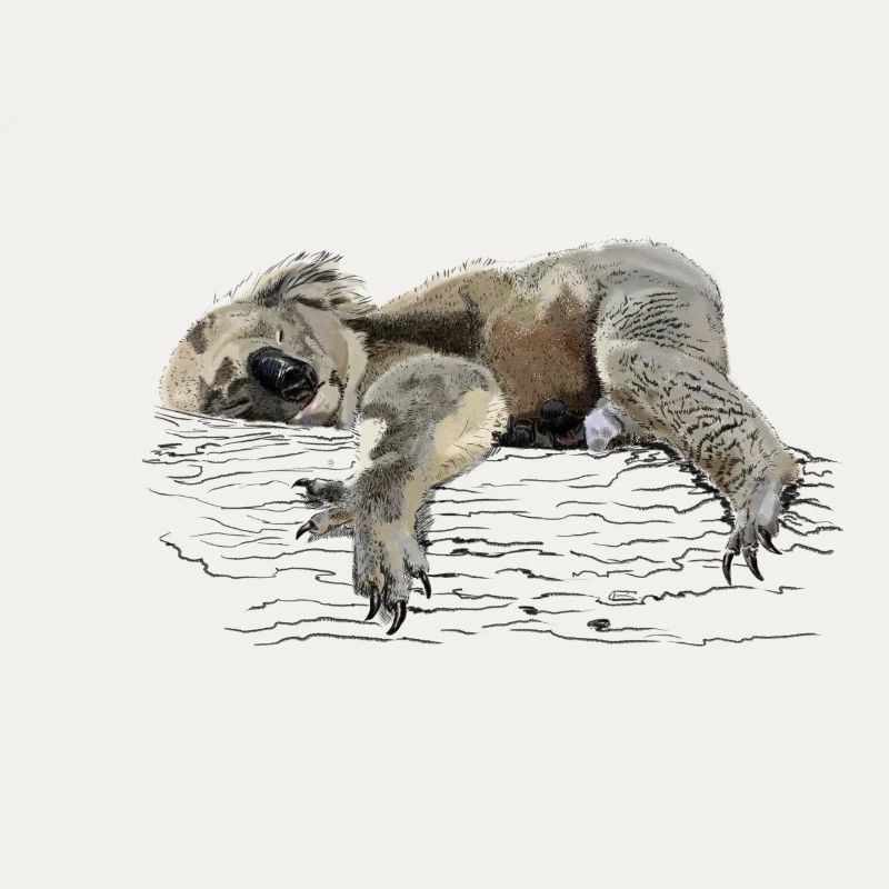 koala bear