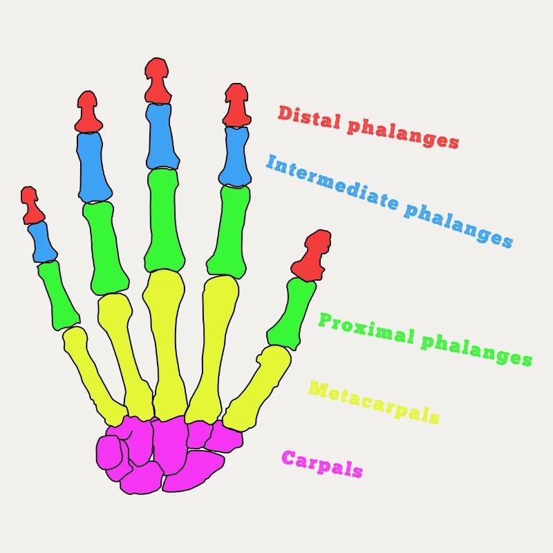 mains os anatomie humain évolution Physio