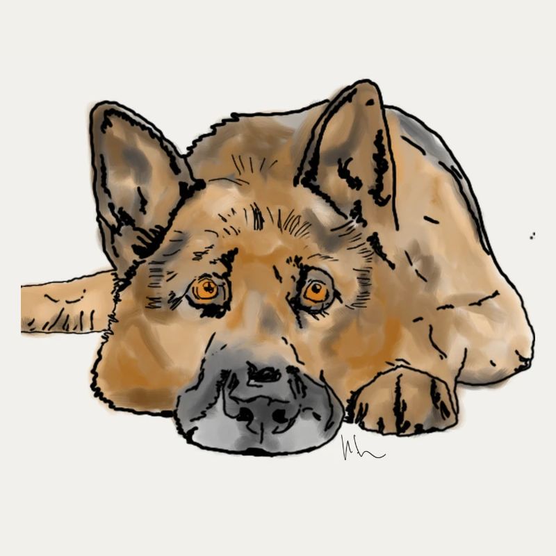 Deutscher Schäferhund