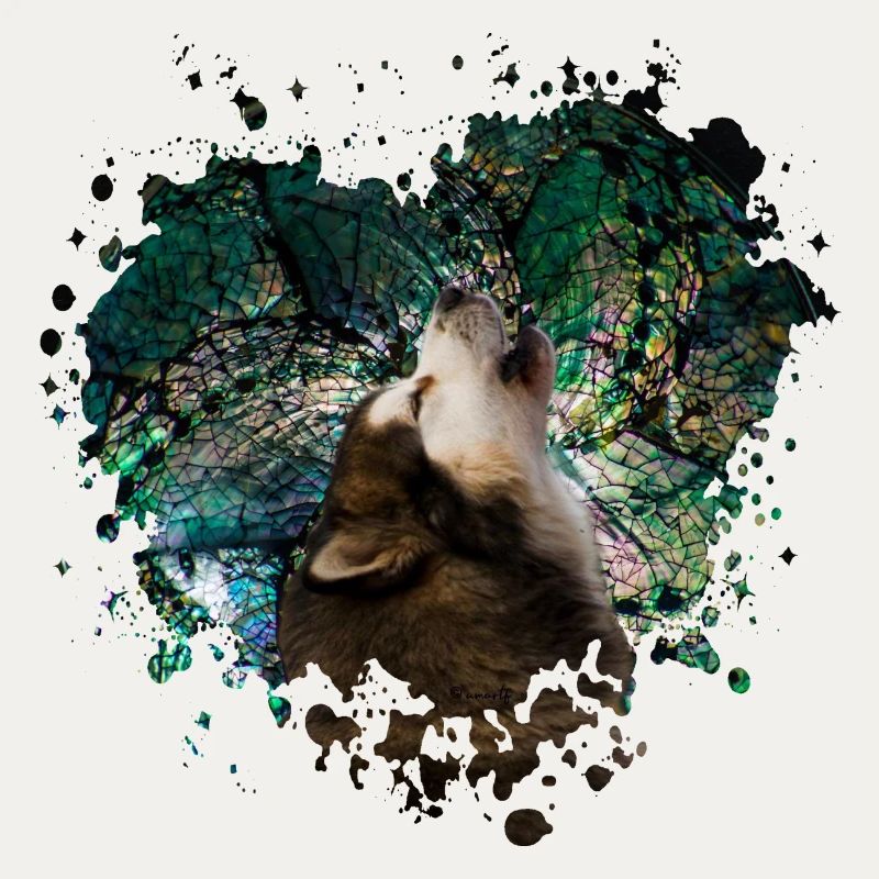 Howling malamute