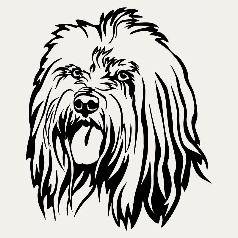Tibet Terrier Kopf