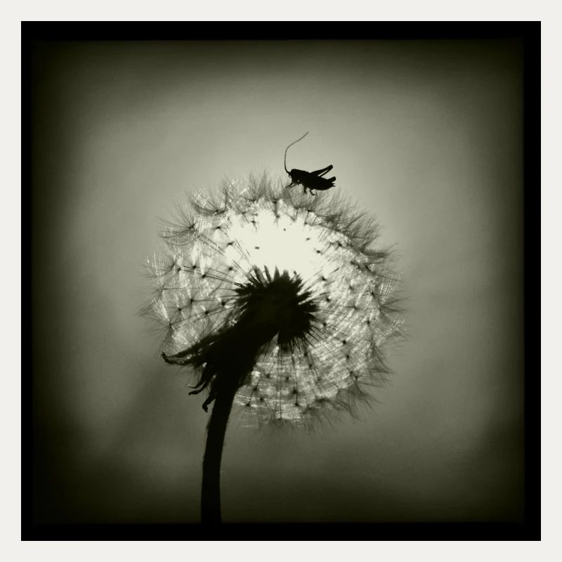 Tiny Planet