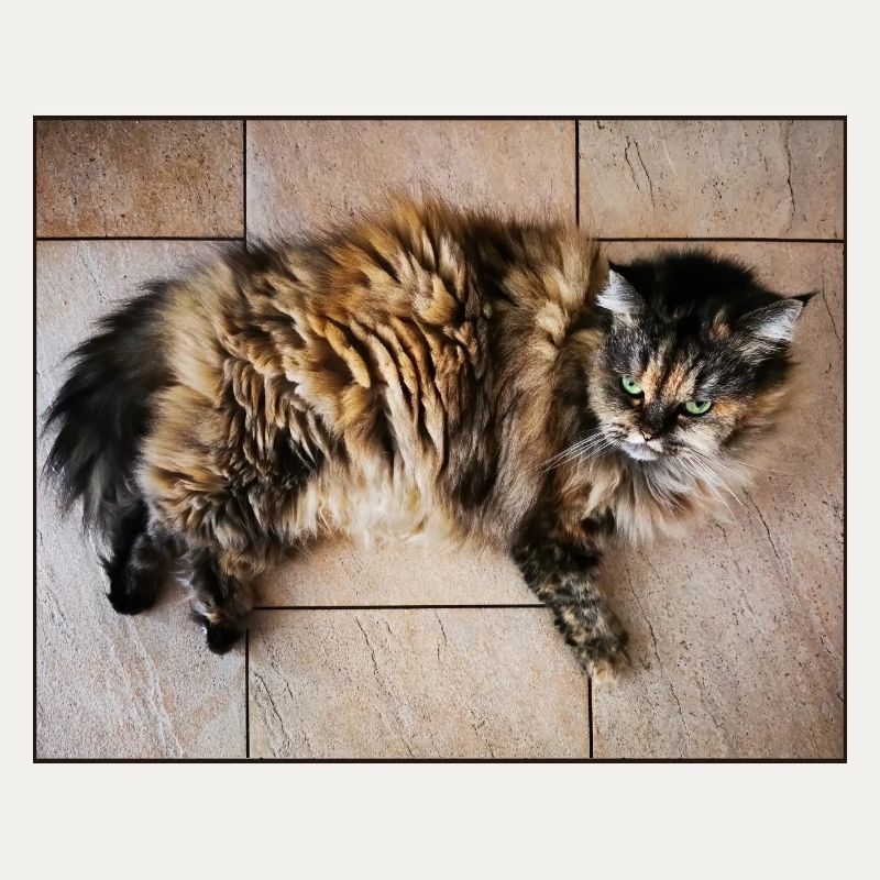 Kitty Cat