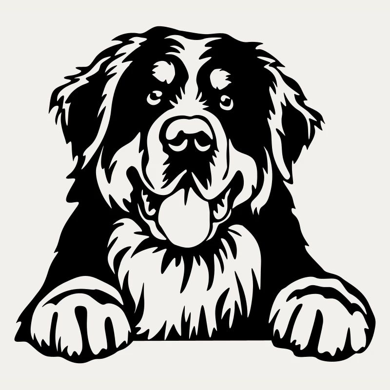 Berner Sennenhund Kopf