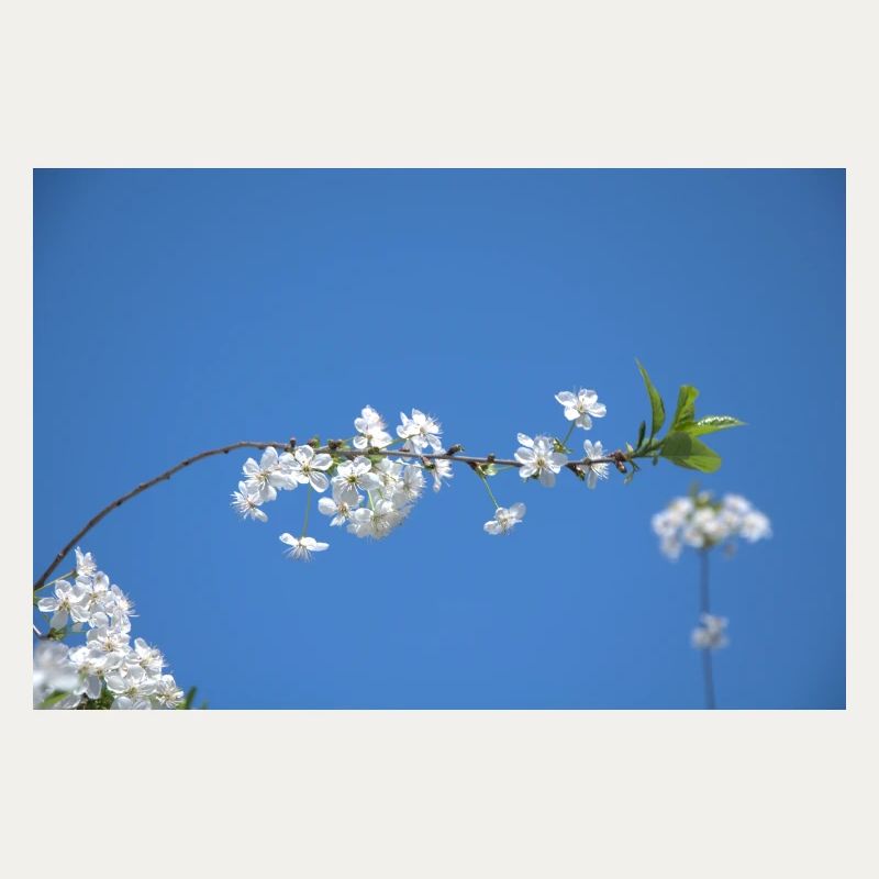 Cherry blossoms