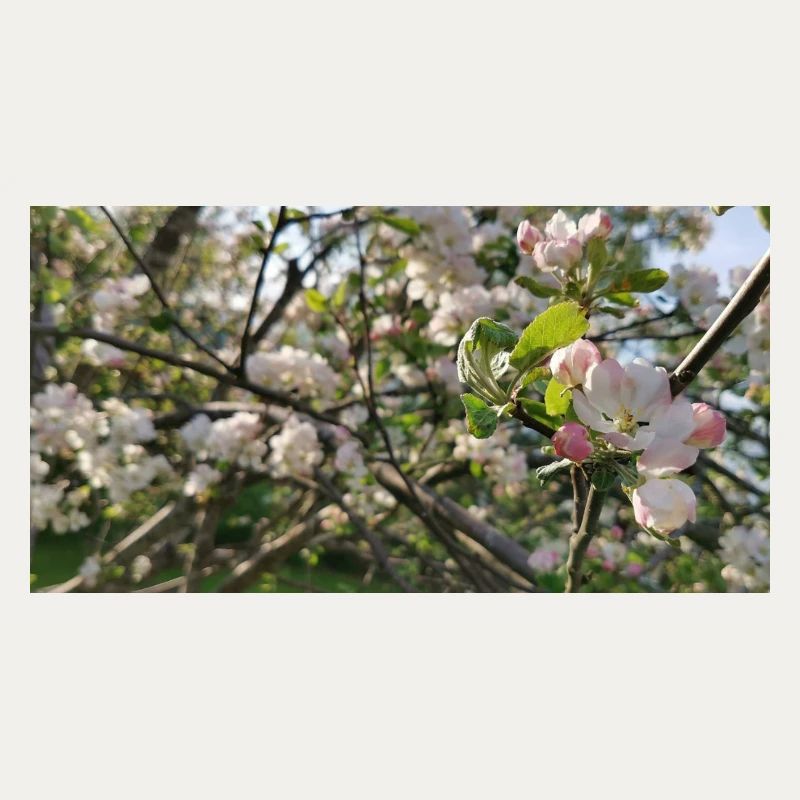 Cherry blossom branches Spring