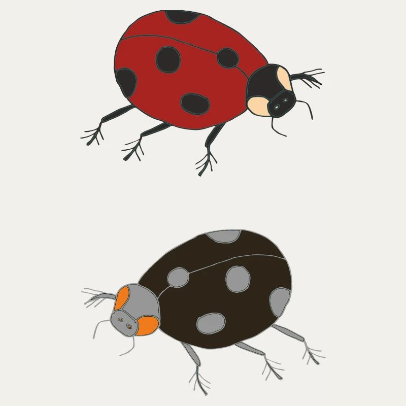 ladybug duo colored