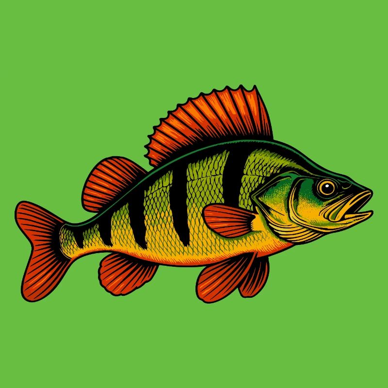 Perch Perch Perch Perch Fishing Perch Perch Perch