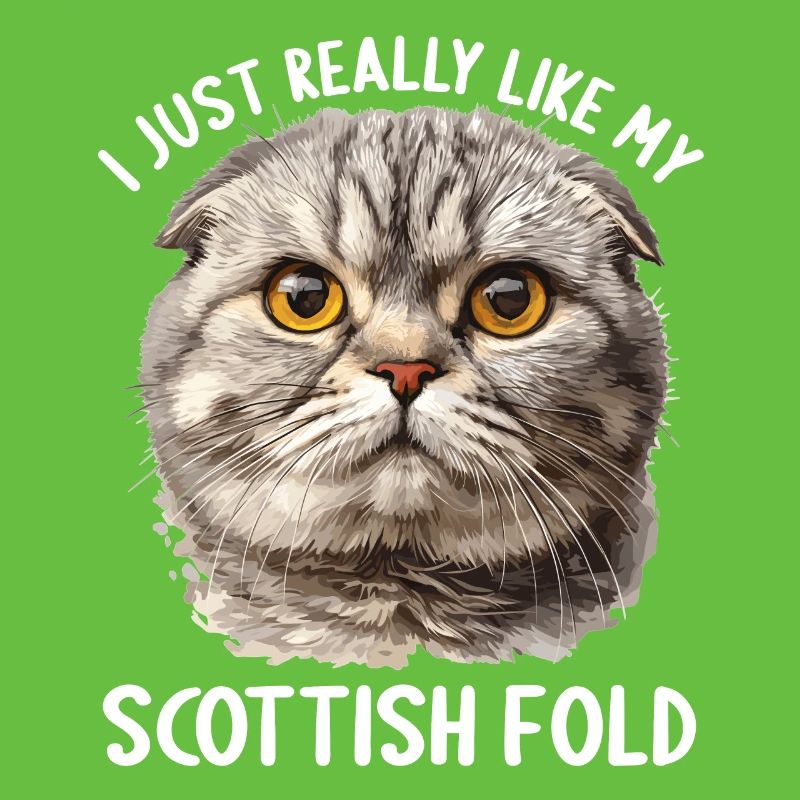 Scottish Fold Kitten Scottish Fold chat