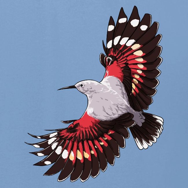 Birdingplaces Wallcreeper