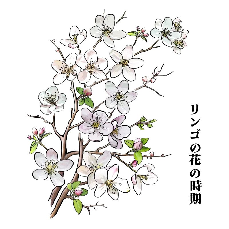 Apple blossoms