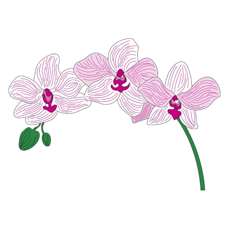 orchidée rose fleur