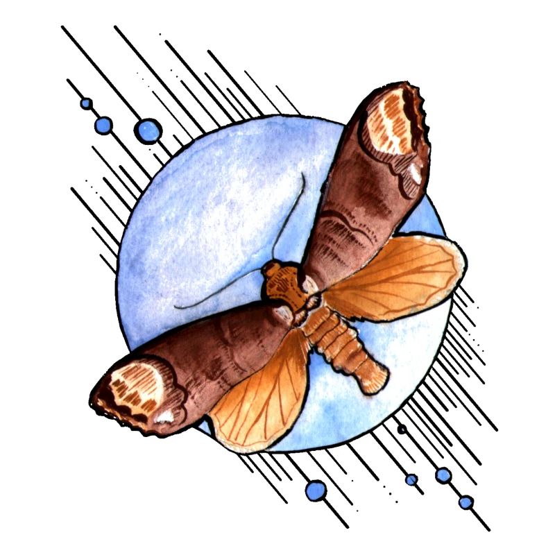 Moth