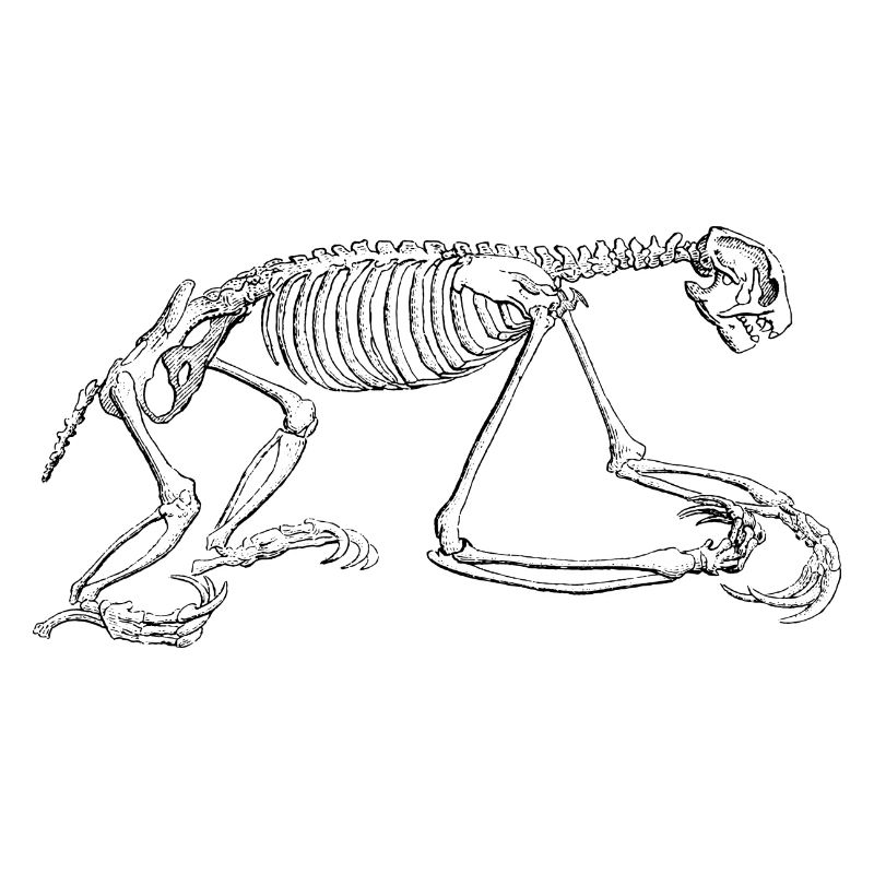 Three toed sloth, sloth, sloth, three-finger lazy