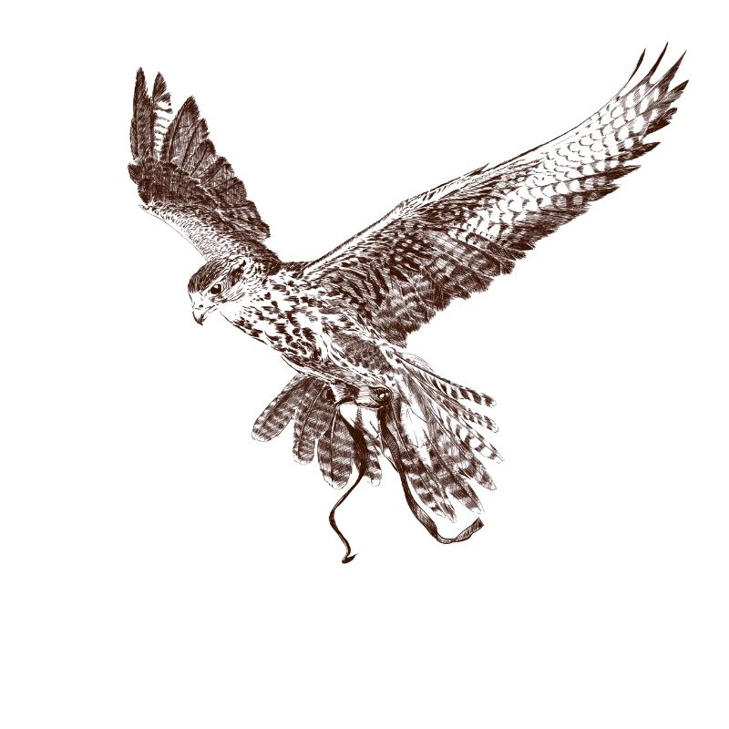 Falkon