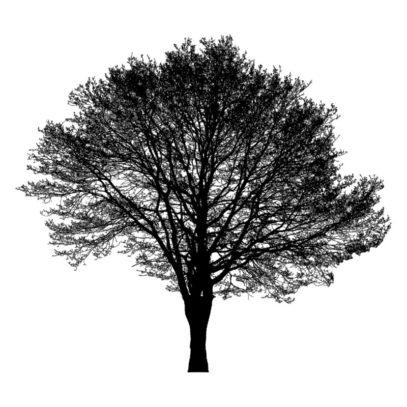 Baum