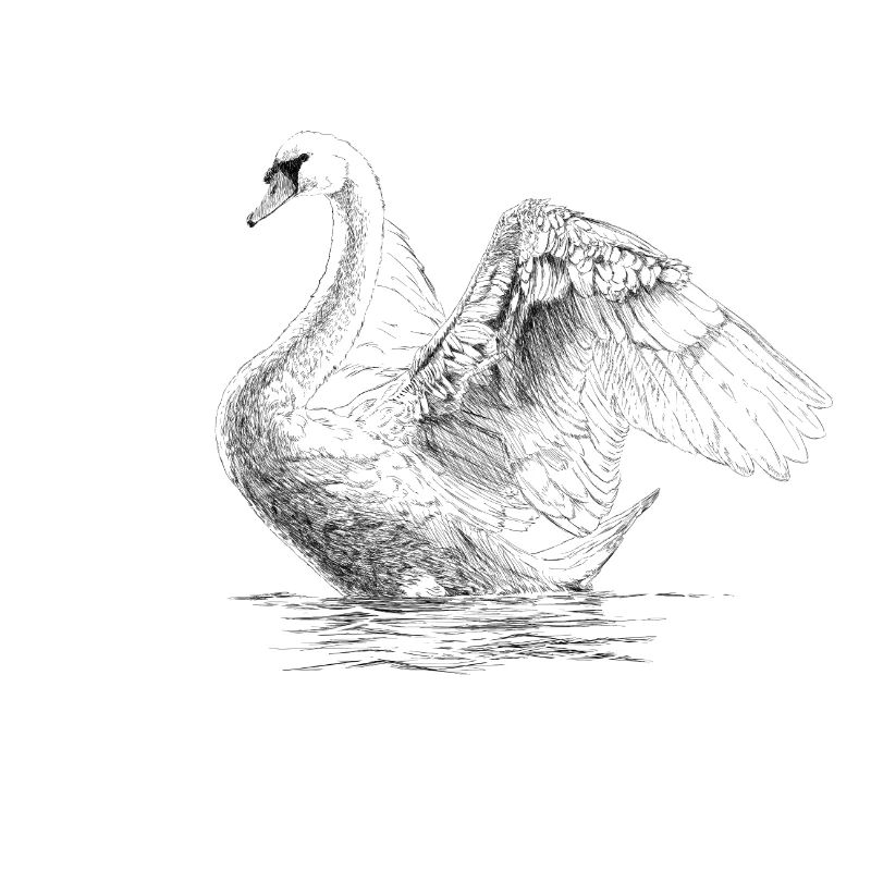 Schwan