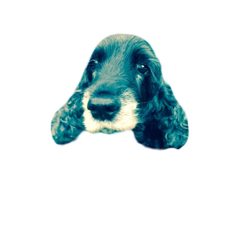 Cocker Spaniel
