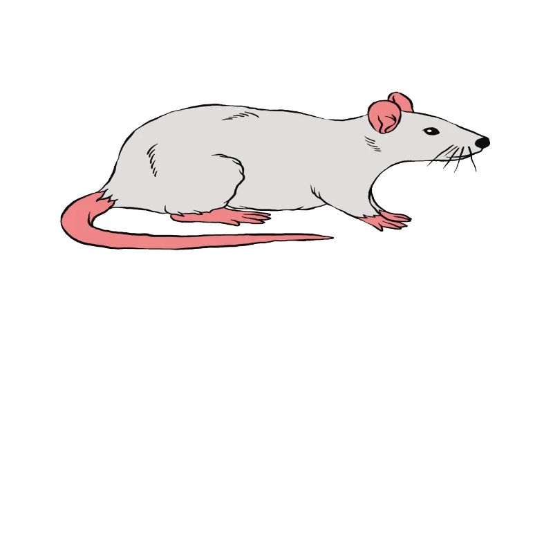 Rats before dates