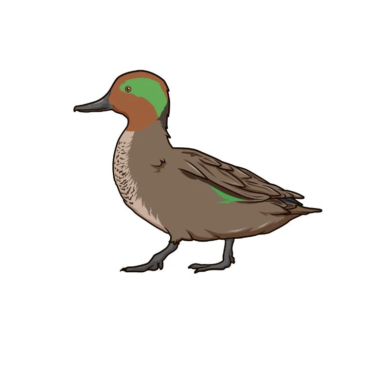 Dessin d’une sarcelle d’hiver