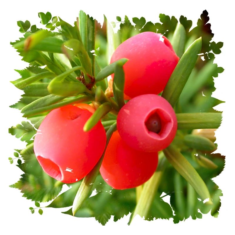 Die Eibe ist ein giftiger heimischer Nadelbaum