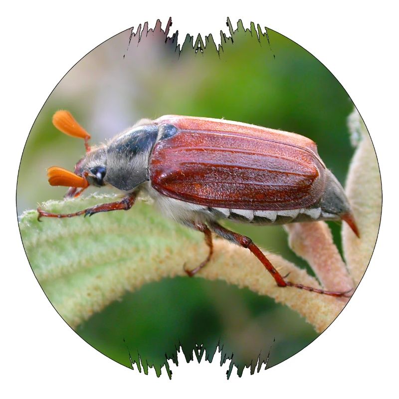 Der Maikäfer ist ein auffälliger Geselle