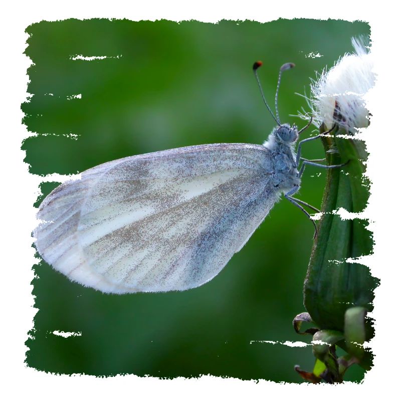 Schmetterling ruht auf einer Distel