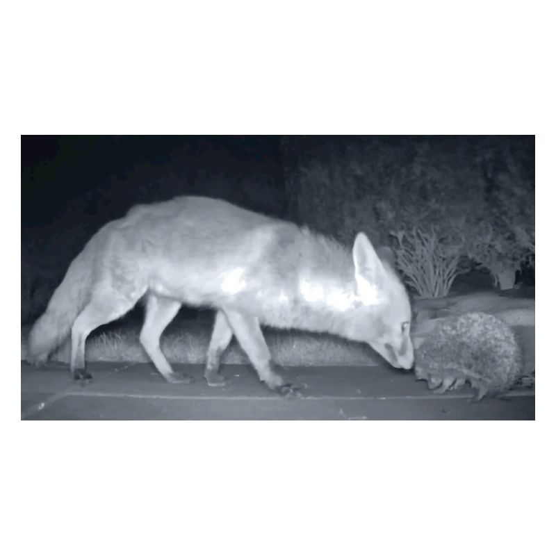 Renard nocturne Rencontre avec le hérisson