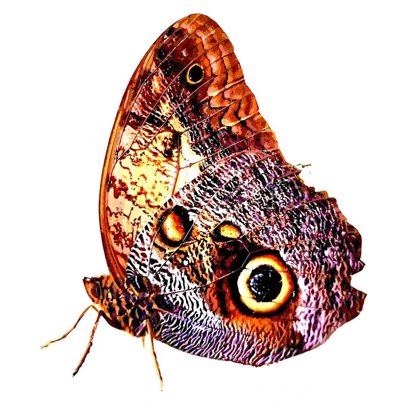 Butterfly, butterfly, insect, gift idea