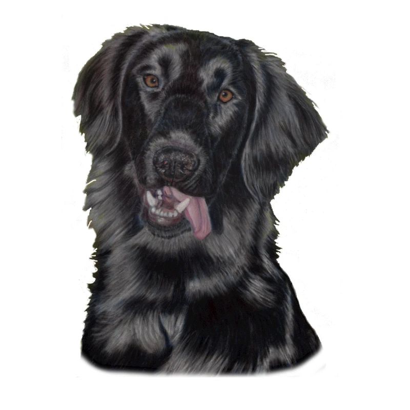 flatcoated retriever pastels