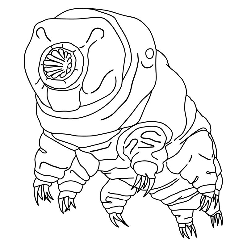 Tardigrade ourson d'eau