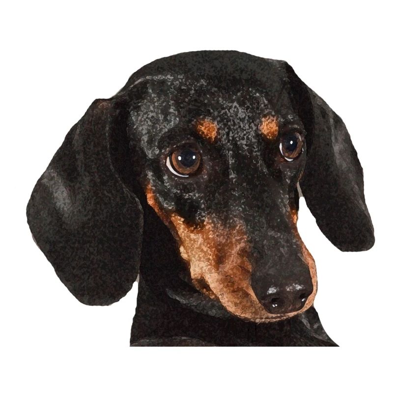Dachshund