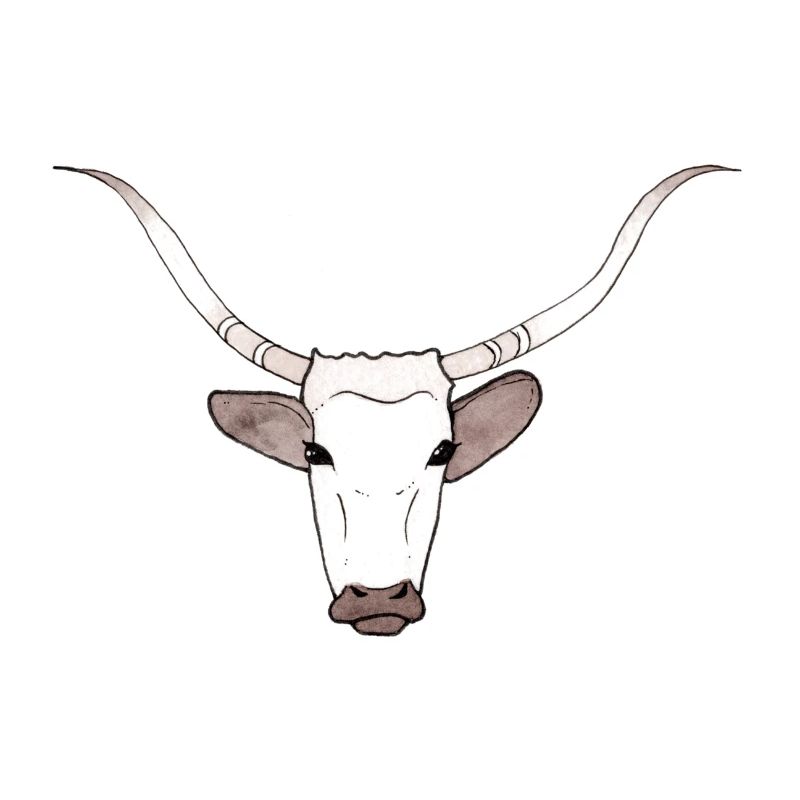 Stier