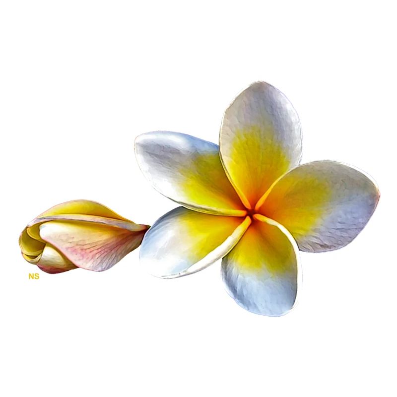 Weisse plumeria oder Frangipani Blume