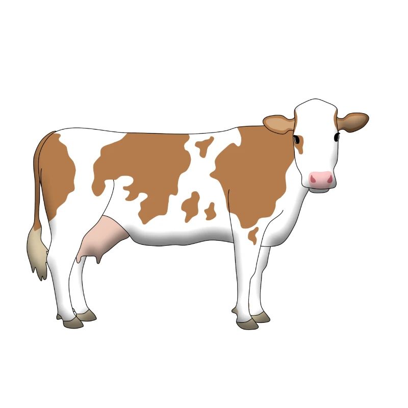 Vache 2