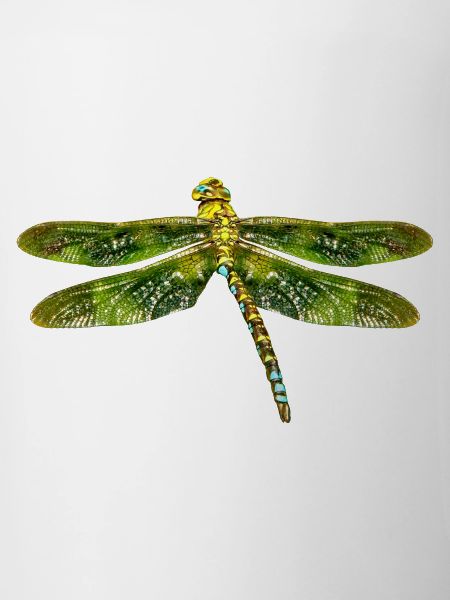 libellule