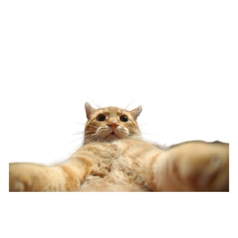 Chat selfie