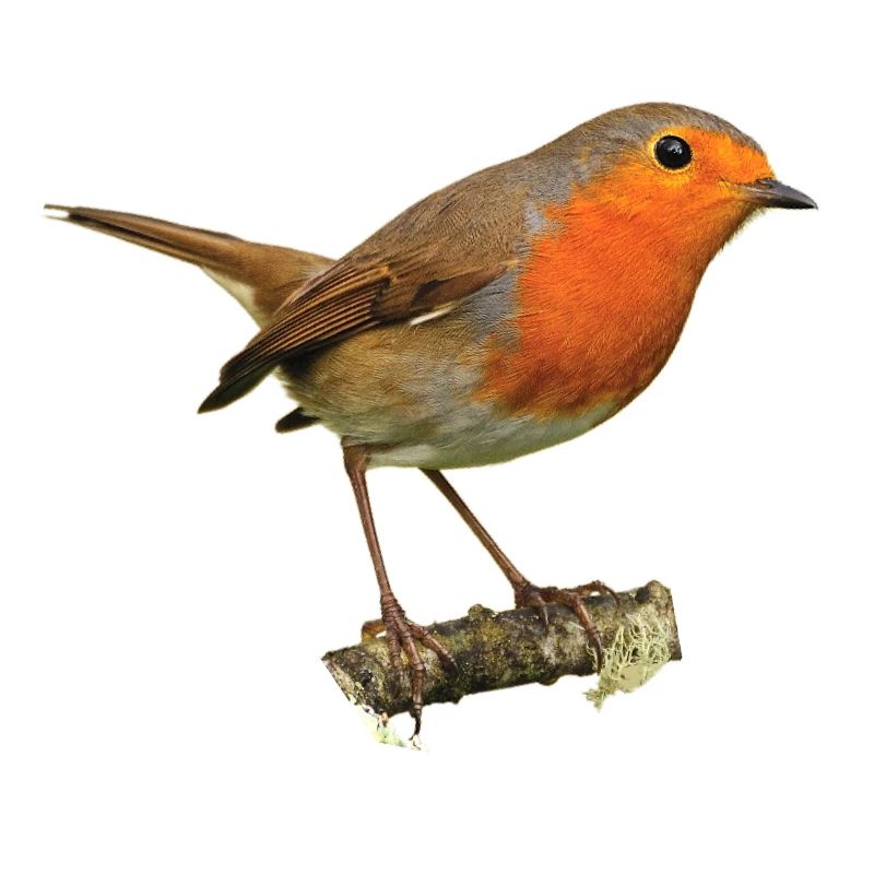 Rotkehlchen1 Robin