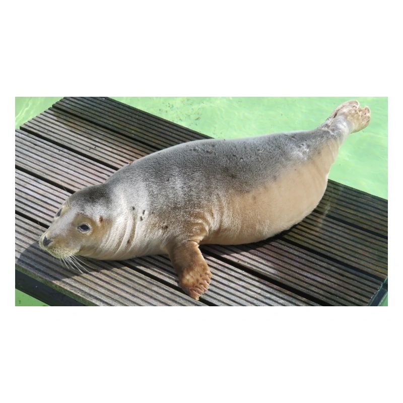 Bébé phoque à Texel