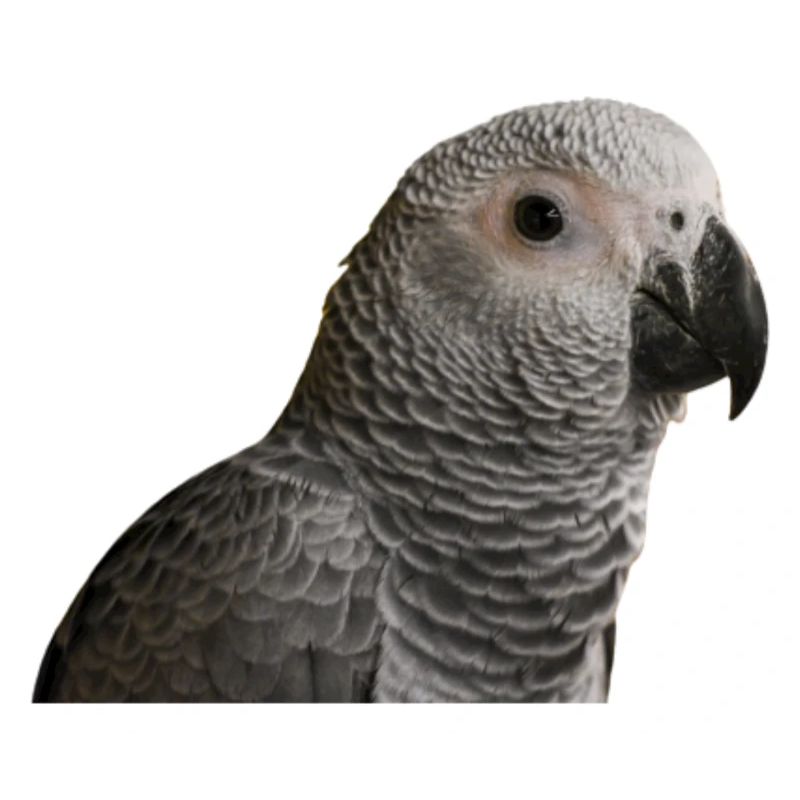 Perroquet gris
