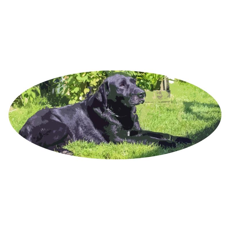 labrador