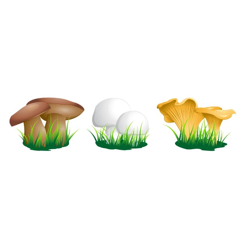champignons