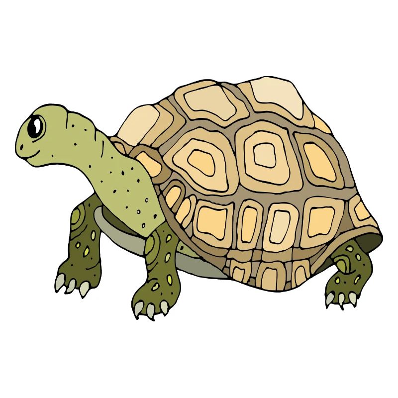 Tortoise