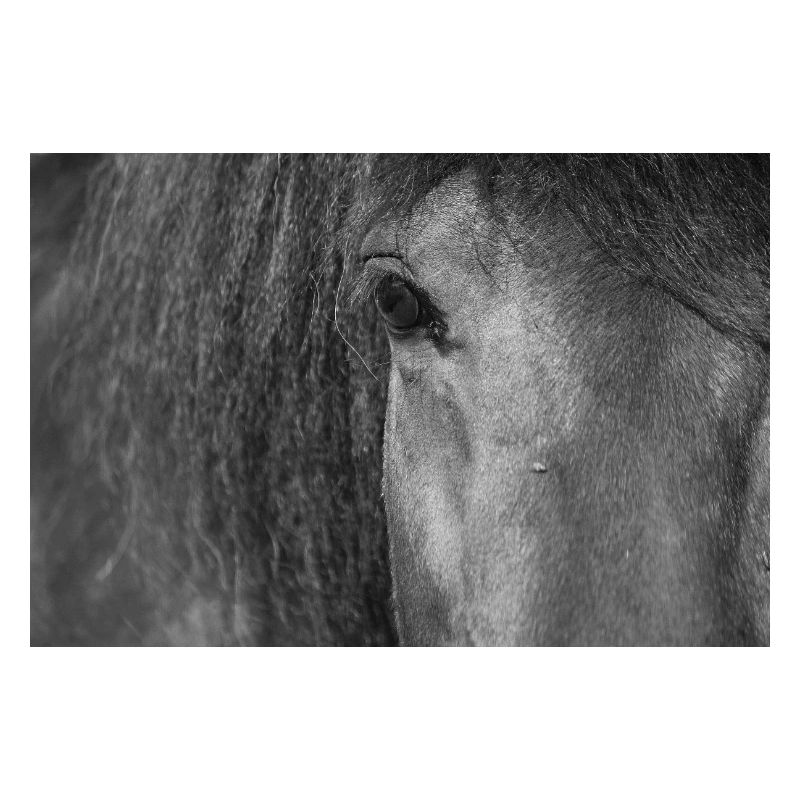 Oeil de cheval
